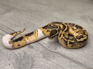 0.1 Pastel Piebald het. Albino Königspython 