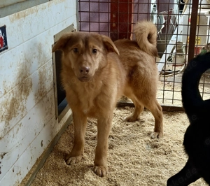 Vilmos, z. Zt. in Ungarn, ist neugierig auf das Leben und einfach herrlich unbedarft.