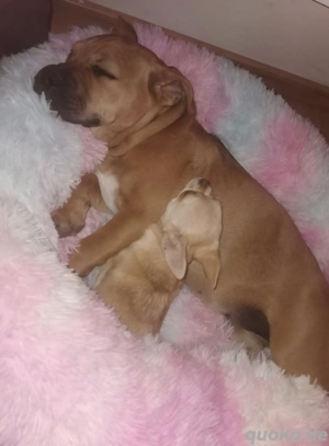 Old English Bulldog-Boxer-Mix Hündin (2 Jahre) sucht liebevolles Zuhause