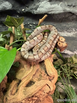 Kornnatter Ghost Anery