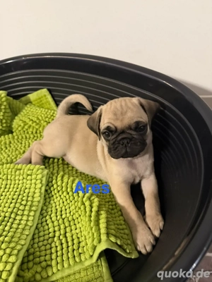 altdeutsche Mopswelpen