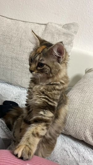 2 liebevolle hauskatzen Bild 7