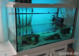 Wasserschildkröte Moschuss 