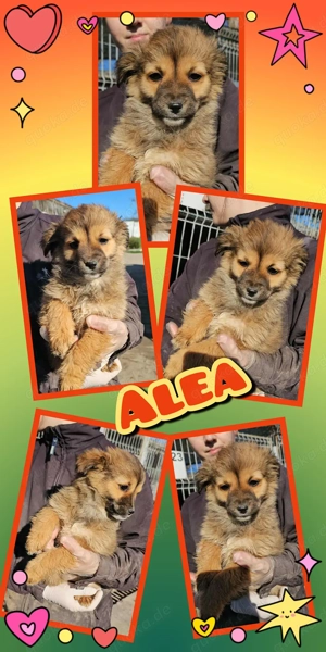 kleines, wunderschönes Welpenmädchen "Alea" sucht ein liebevolles Zuhause 
