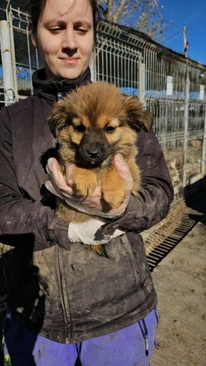 kleines, bezauberndes Welpenmädchen "Ania" sucht ein schönes Zuhause  Bild 2