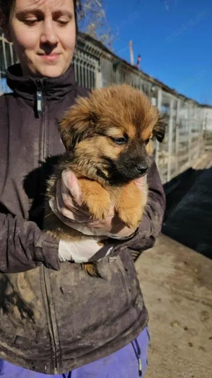 kleines, bezauberndes Welpenmädchen "Ania" sucht ein schönes Zuhause  Bild 6