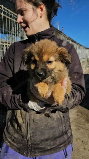 kleines, bezauberndes Welpenmädchen "Ania" sucht ein schönes Zuhause  Bild 5