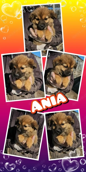 kleines, bezauberndes Welpenmädchen "Ania" sucht ein schönes Zuhause 