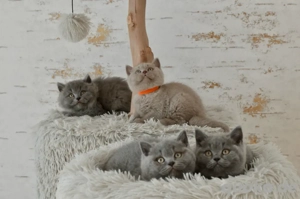 Reinrassige BKH BLH Kitten