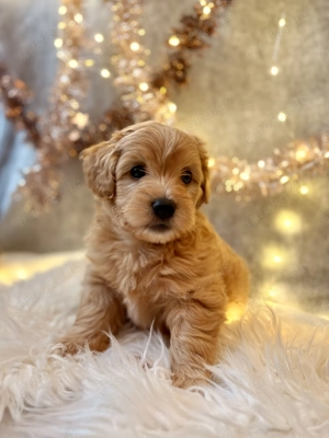 Nur noch einer- Wunderschöner Havapoo Maltipoo-Rüde sucht ab dem 12.12. ein liebevolles Zuhause