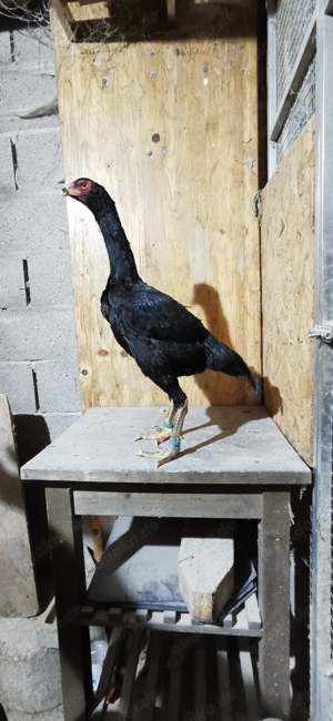 O Shamo Henne von 25