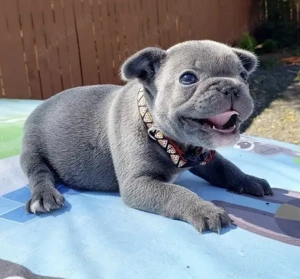 Französische Bulldoggen Welpen 