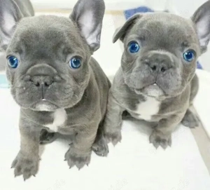 Französische Bulldoggen Welpen 