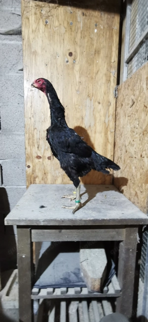 O Shamo Henne von 25