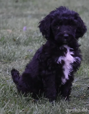 Labradoodle F1 Welpen suchen Dich