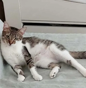 Lizzy kleine freundliche Prinzessin sucht ihr eigenes Zuhause