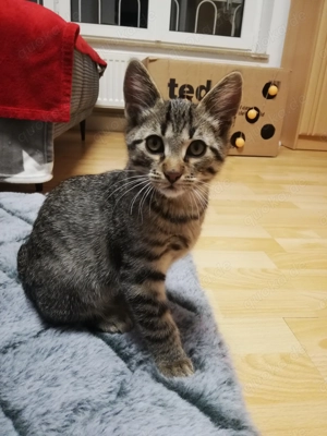 Kätzchen (männlich, 12 Wochen alt) sucht liebevolles Zuhause 