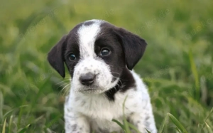 Anton wickelt dich um seine Pfote 