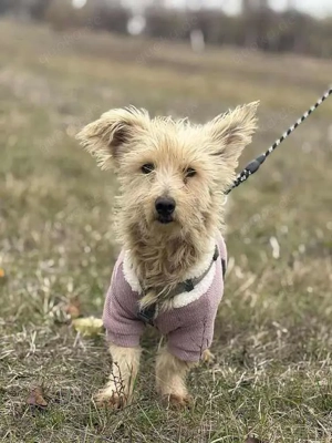 Kleine Prinzessin sucht liebevolle Familie