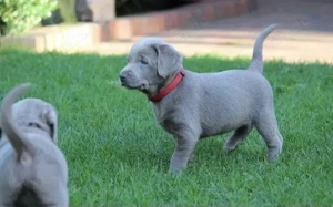 Silber Labrador Welpen 