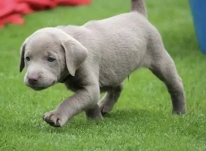 Silber Labrador Welpen mit Papieren