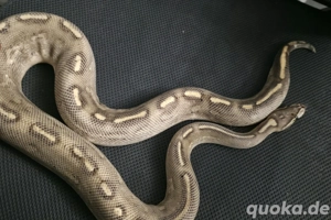 königspython super gravel 