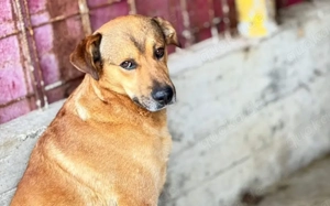 Schenkst du Oski Mut und Selbstvertrauen Bild 5