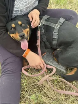 Dolly sucht ihre Menschen