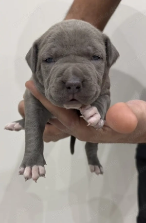 American Bully XL Welpen 