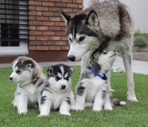 Siberian Husky Welpen 