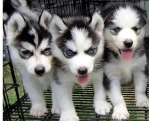 Reinrassige Siberian Husky Welpen  mit Blaue Augen