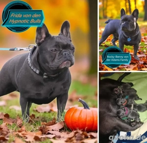 Französische Bulldoggen in blue, solid blue und blue tan mit Ahnentafel 