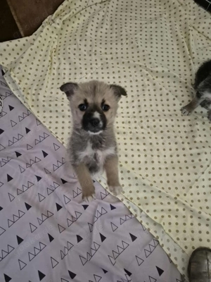 Nora, geb. 09.2025 lebt in ungarischem Tierheim und sucht ein Zuhause