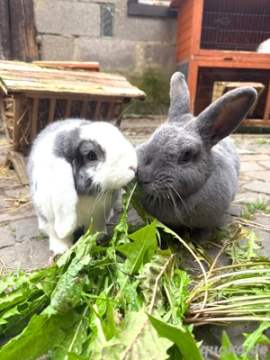 Kaninchen  Bild 3