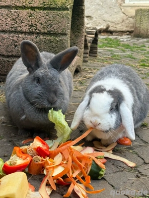 Kaninchen  Bild 4
