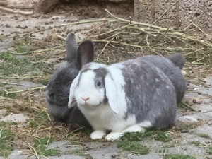 Kaninchen  Bild 2