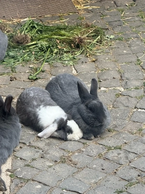 Kaninchen  Bild 7