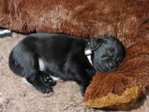 wir erwarten zu Ende Dezember Welpen in Schwarz und Gelb