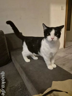 2 Bkh mit Perser Bild 4