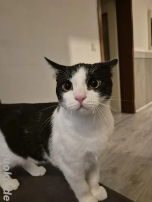 2 Bkh mit Perser Bild 3