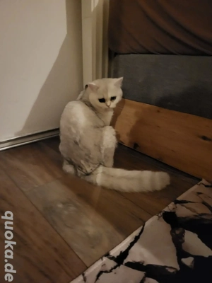 Reinrassige BKH mädchen mit stammbaum 