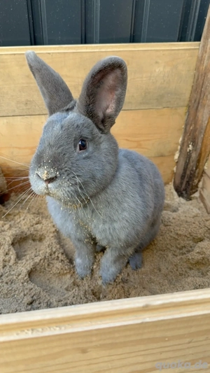 Kaninchen  Bild 8