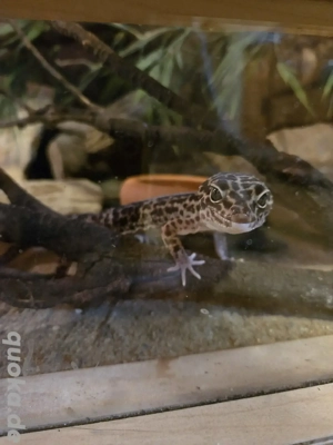 Mannlicher Leopardgecko ca 6 Jahre 