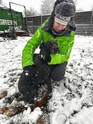 Ozzy, z. Zt. in Ungarn, ist jung, verspielt, neugierig auf das Leben. 
