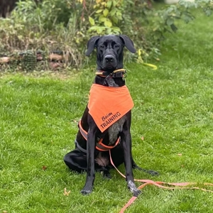 Kaja - sensibler Doggen-Mix