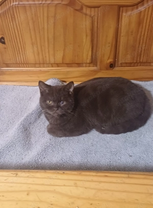 BKH- kastrat in choko 9. Mon. alt