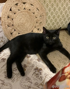 Europäisch Kurzhaar junges Kätzchen