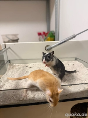 2 Rennmäuse inkl. Stall