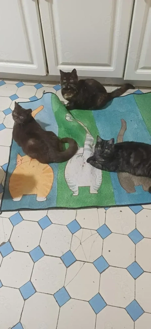 Drei BKH kätzchen in drei verschiedenen Farben