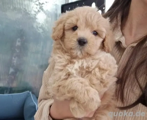 Maltipoo welpe weiblich